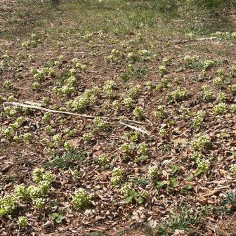 フキノトウがたくさん
天ぷら食べたい🤤