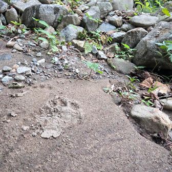 小熊の足跡🐾

これより前に鹿の屍がありました…
凝視できなかったけど、途中まで手をつけたと思われる姿だったそう
通常、途中なら埋めて隠すそうだけど、人の気配を感じたからできなかった？
近くにいたのかもしれない…🐻
