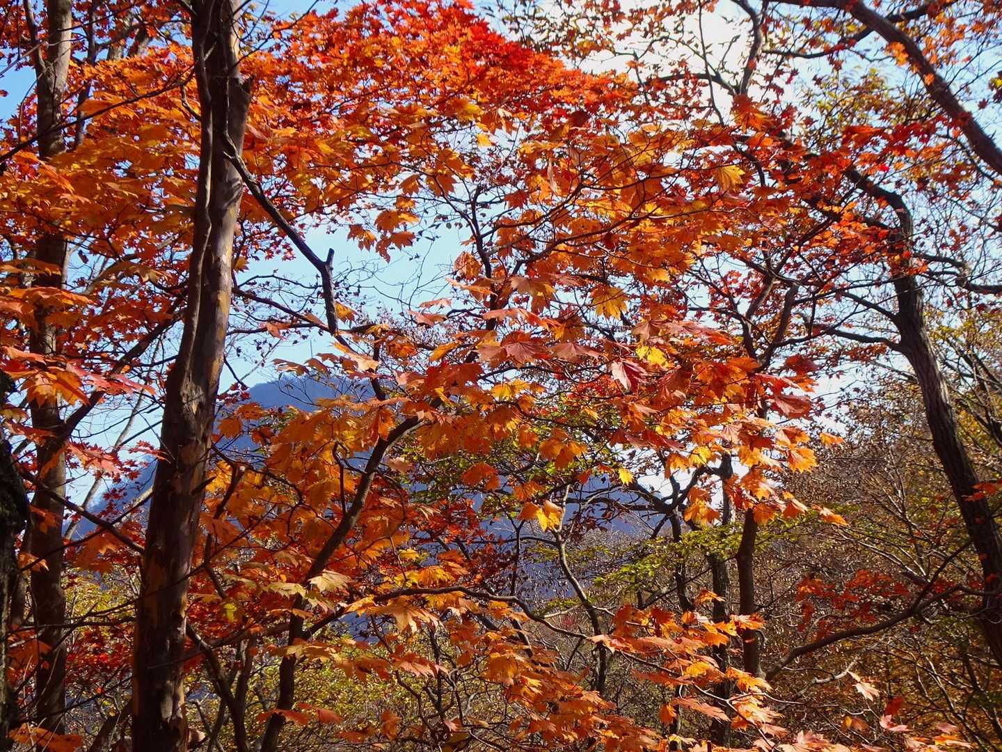 臥牛山登山口-臥牛山-伯耆山-五万石-高根 往復コースの写真
