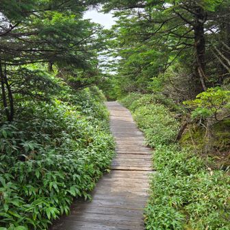 穏やかな木道