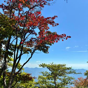 少しだけ紅葉していた。