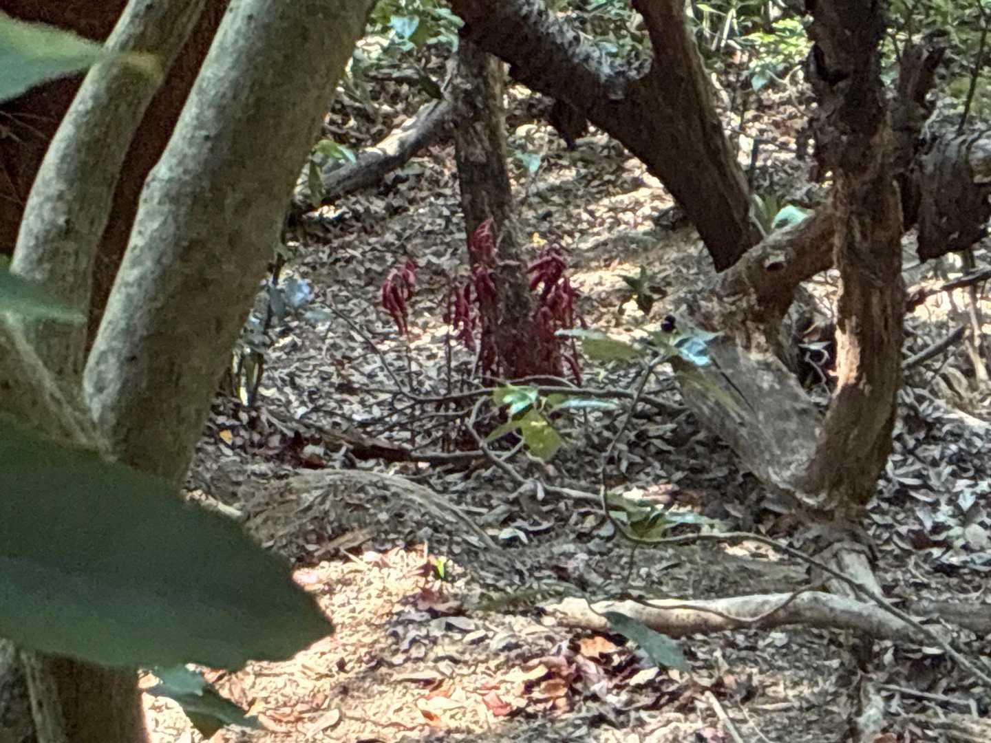 ツチアケビ　沢山のウインナー目撃👁️