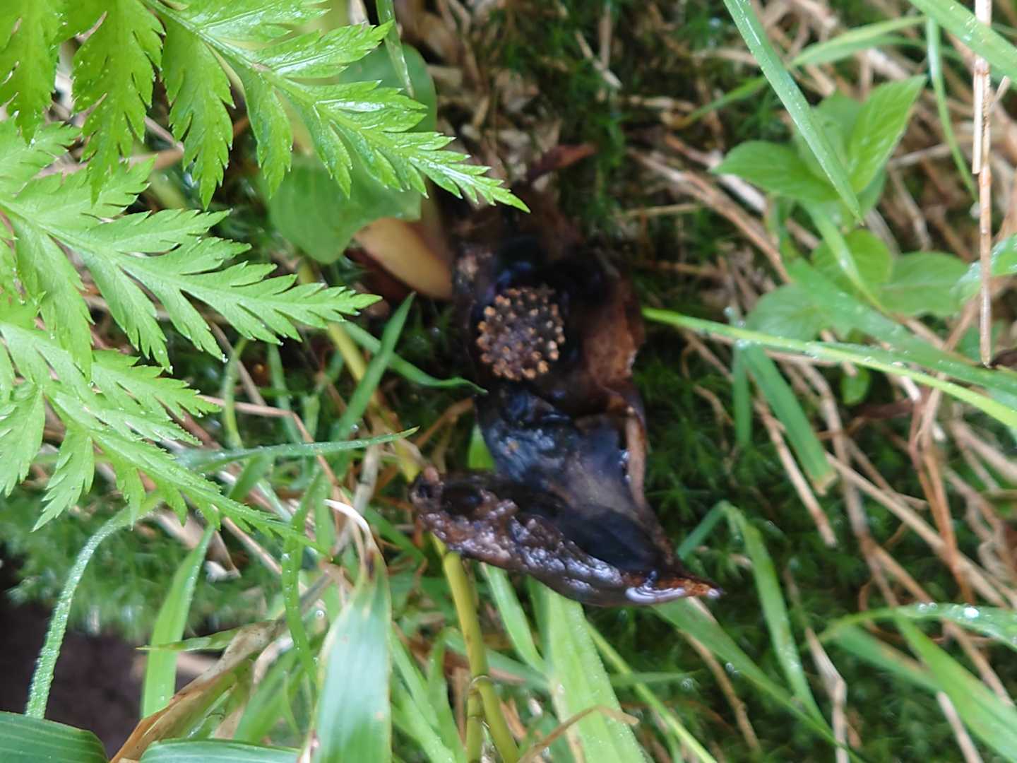 登山道にはザゼンソウの終わった花が在りました!