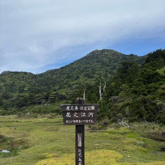 花之江河到着