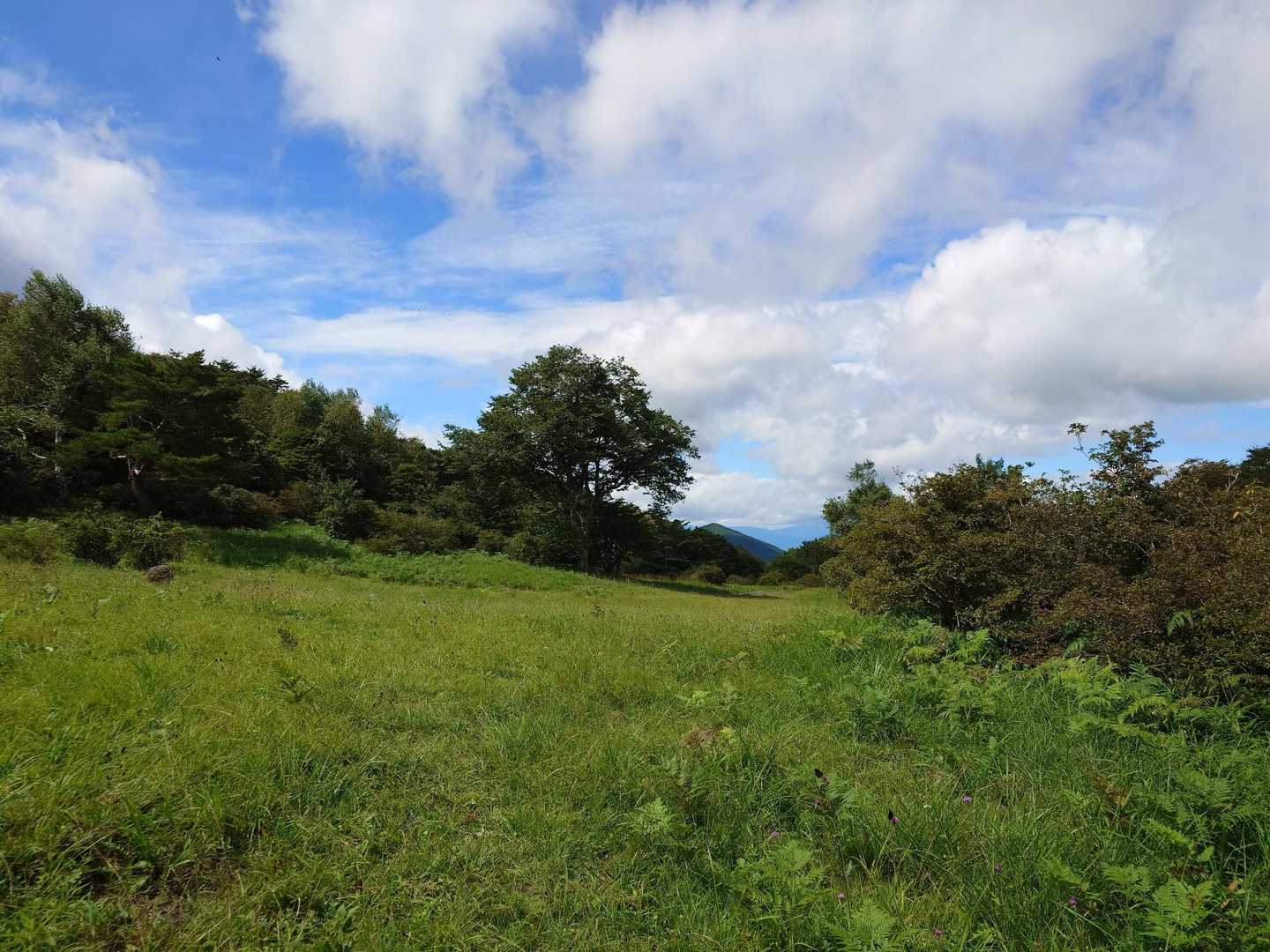 西ノ内登山口-五十人山 往復コースの写真