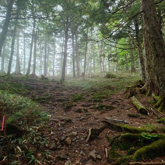 小屋手前は少し開けてます。右奥に小屋があります。