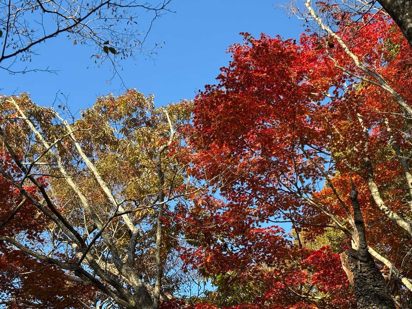 紅葉ゾーンに入って来ました。🍁
