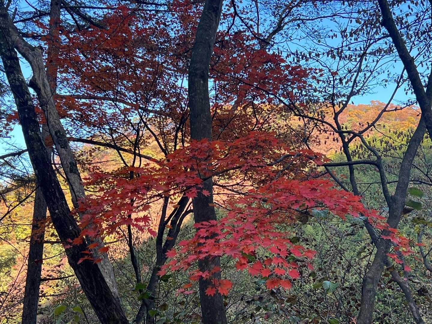 臥牛山登山口-臥牛山-伯耆山-五万石-高根 往復コースの写真
