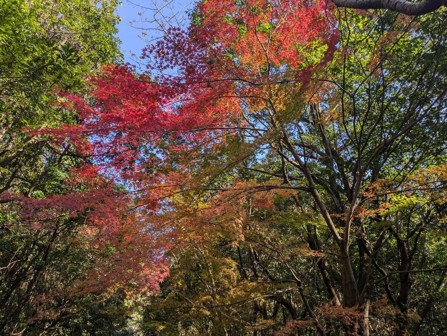 こんな感じ🍁