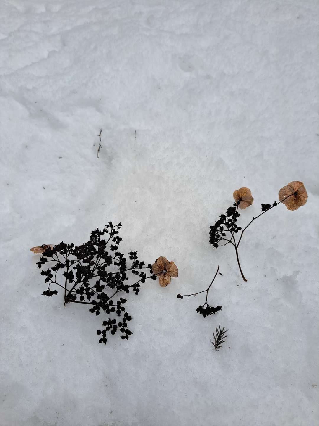あちらこちら雪に落ちていたアジサイの花❤️自然にドライフラワーになっていました✨