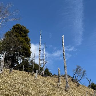 小金沢山の山頂あたりも笹原