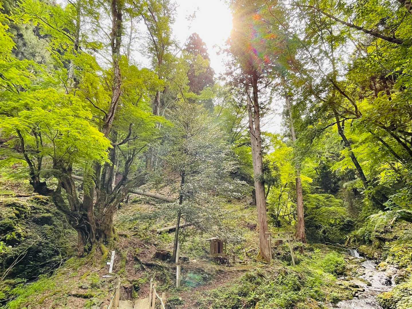 長老ヶ岳、とても良かったです✨

ありがとうございました！