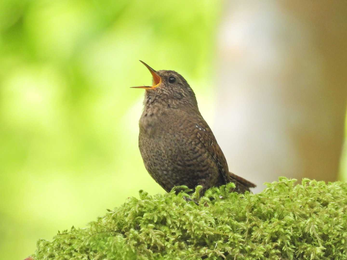 この苔の森の中でのミソサザイの囀りは最高の癒しです😆