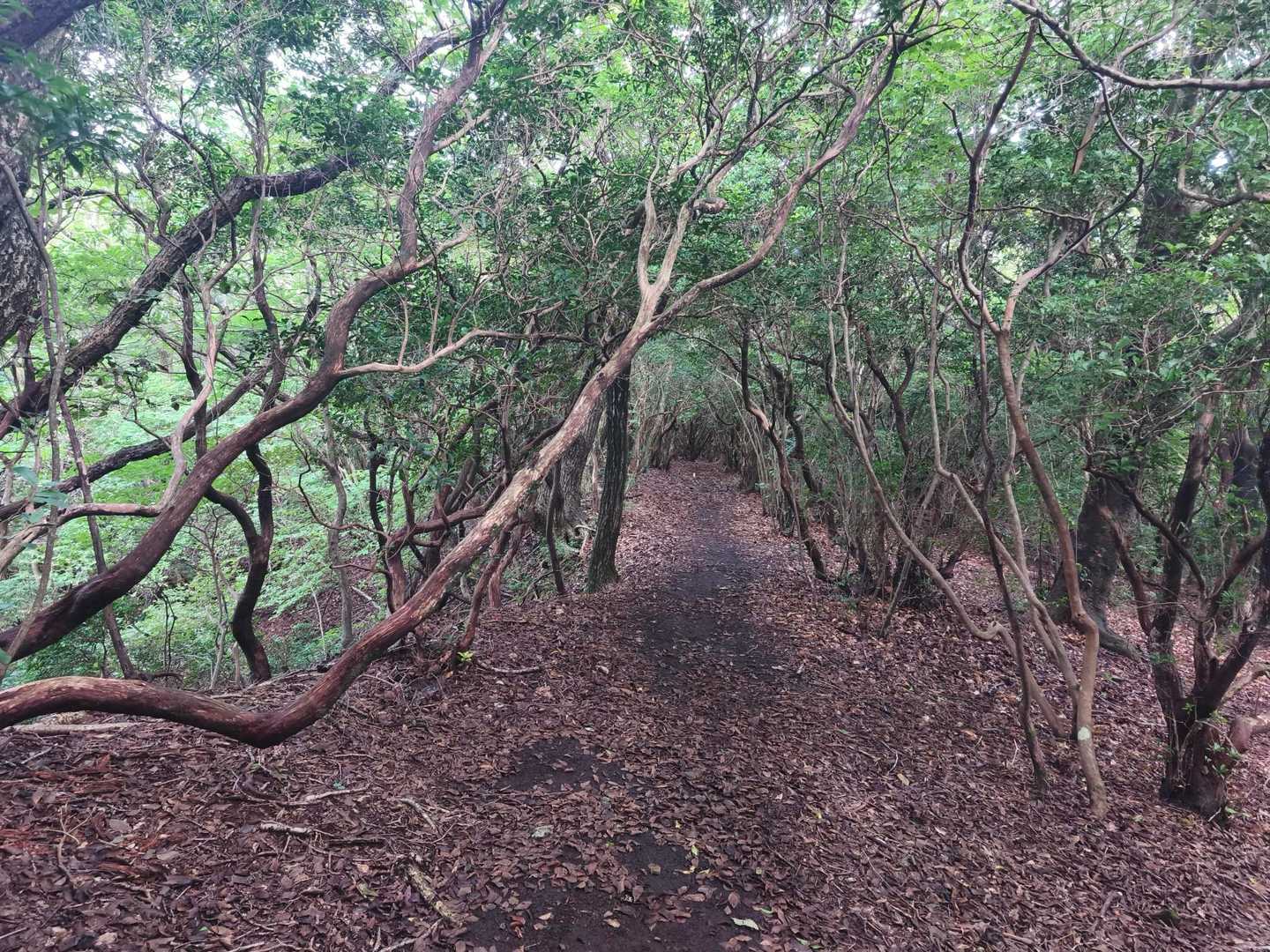 途中のトレイルは涼し気で思わず走れる🏃‍➡️ぐらい気持ちいいけど、走りません☺️