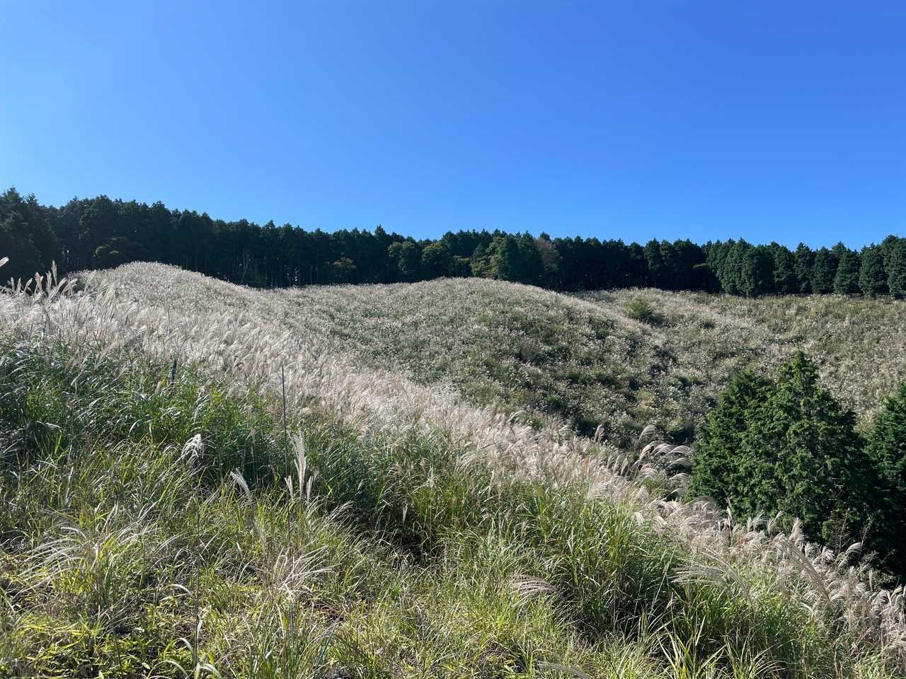 ススキ🌾が見事