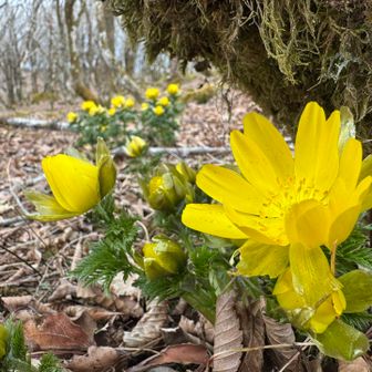ここの福寿草はとにかく花が大きい！
これはデカかった
Khattoさんなら定規で測って驚きそう
4センチ近くありそう
