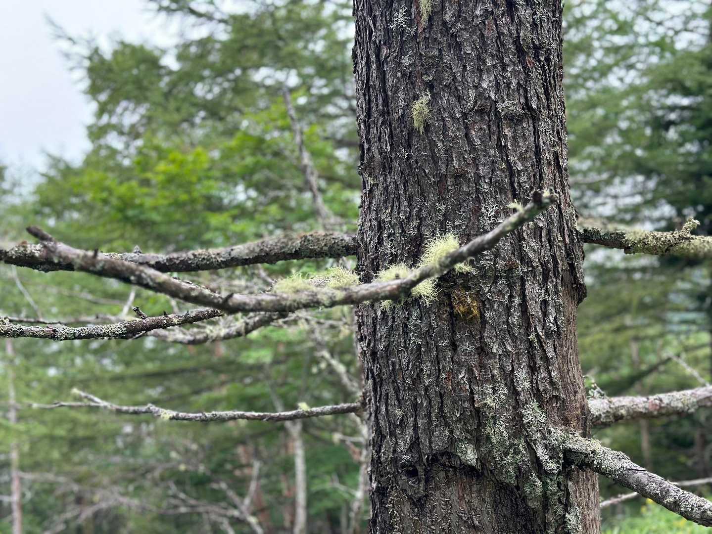 黒金山登山口-牛首のタル-黒金山 往復コースの写真