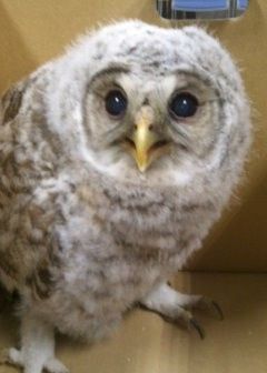 カチカチ山のうさぎ