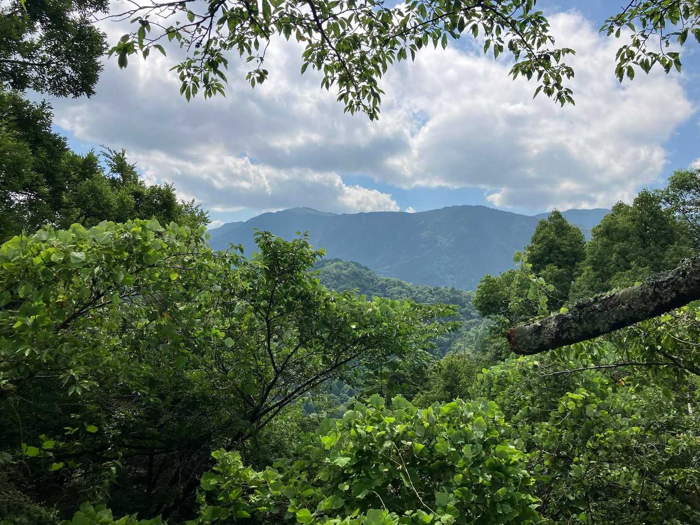 猿子城山-ボテ峠-施福寺-槇尾山バス停 周回コースの写真