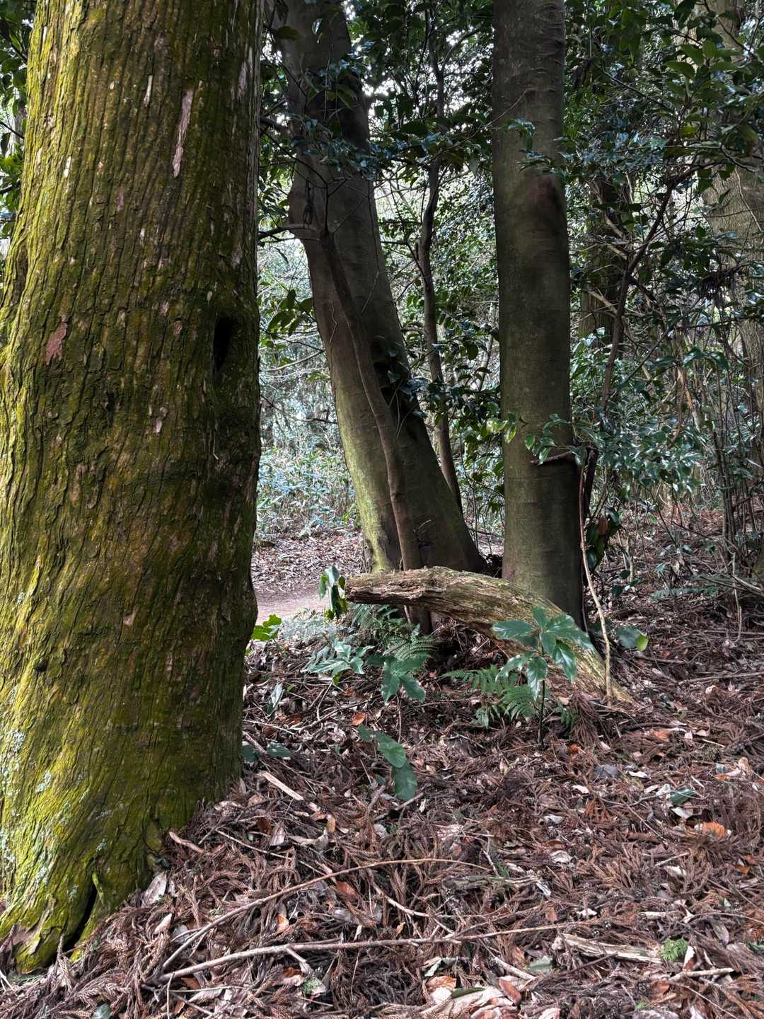 木のイノシシ🐗🌲一緒ドキッとする