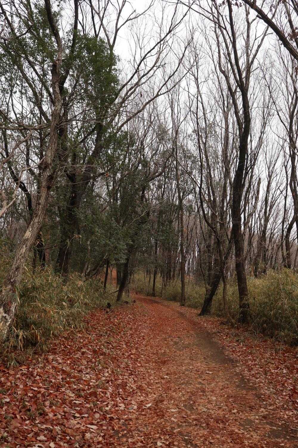 庚申山-ふじふれあい館 周回コースの写真