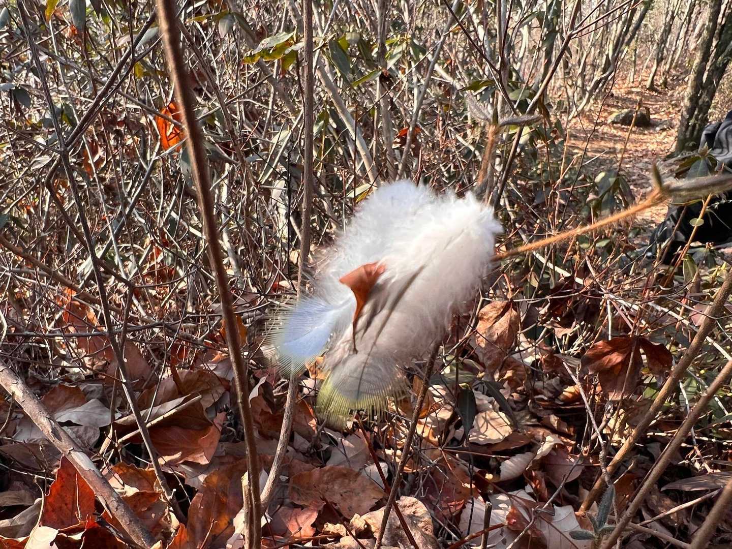 鳥の羽🪶
先が黄色くて
フワフワしてて
かわいかったけど
何の鳥の羽🪶だろ？🧐