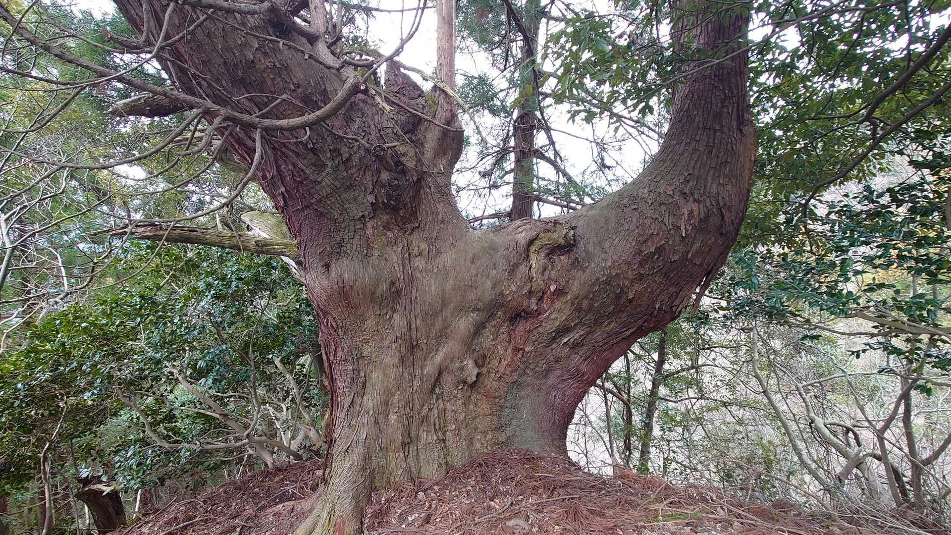 権現山 周回コースの写真