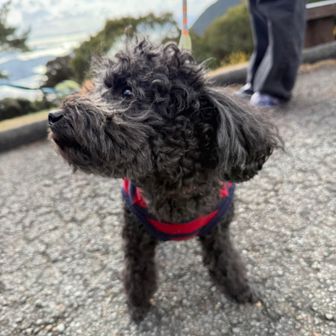 お友達に会いました
chacha丸🐶犬見知りしてた笑