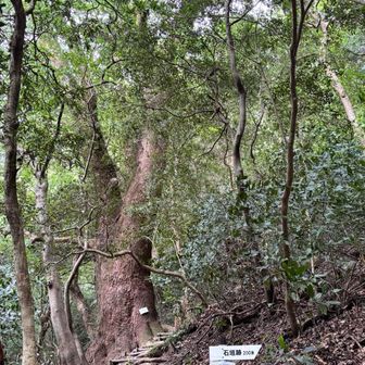 上りで迷った分岐

クスの木の方へ行かずに、右へ上りました