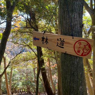 ここから林道までは急下降