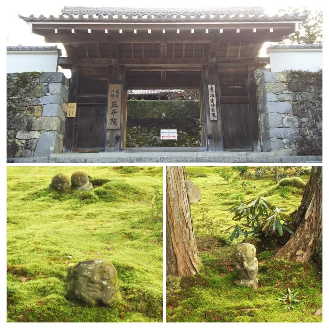 今年は北八ヶ岳で「ヒカリゴケ」など「苔」 / 1060さんの