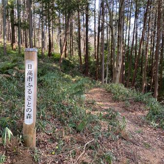物見山から高指山を過ぎて左に行く道。清流の方に出られるはずが、すぐに道が不明瞭になり、元に戻りました。