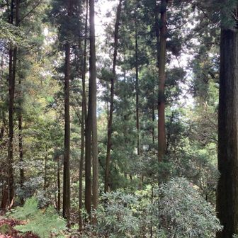 山頂の景色。
