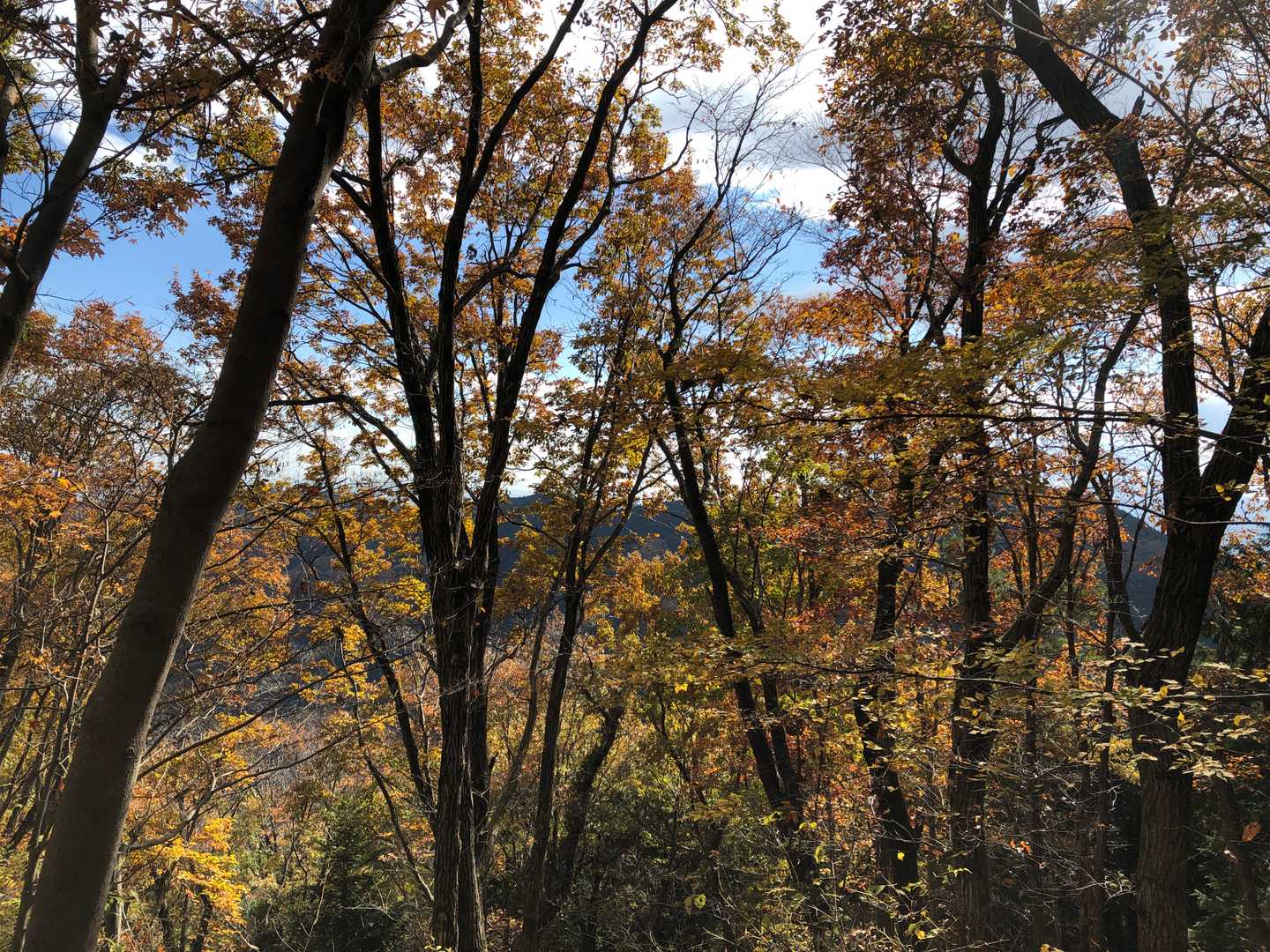 景信山からの下り道