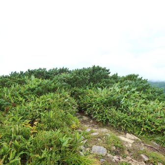 油坂ノ頭山頂
YAMAP1767座目
