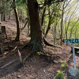 ここまでだいぶ歩いてきたけど
山頂まであと100mそこそこ？のここが高室山への登山口て😆そんなんあるの？