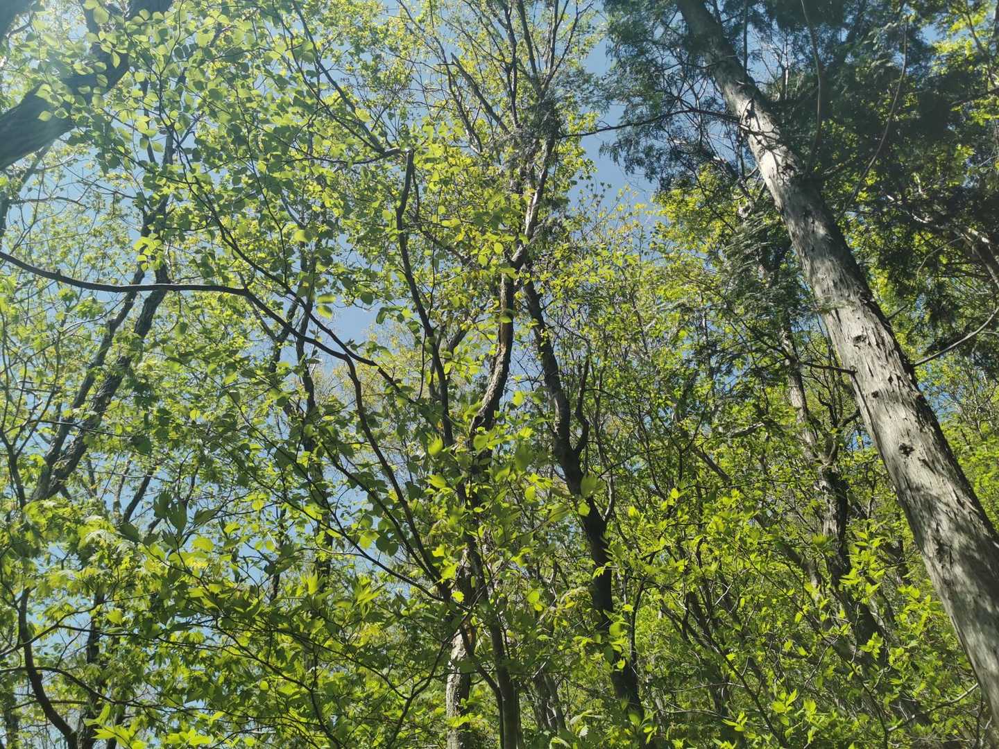 ここの登山道も新緑が清々しい🍀
登りが結構疲れますけどね😉