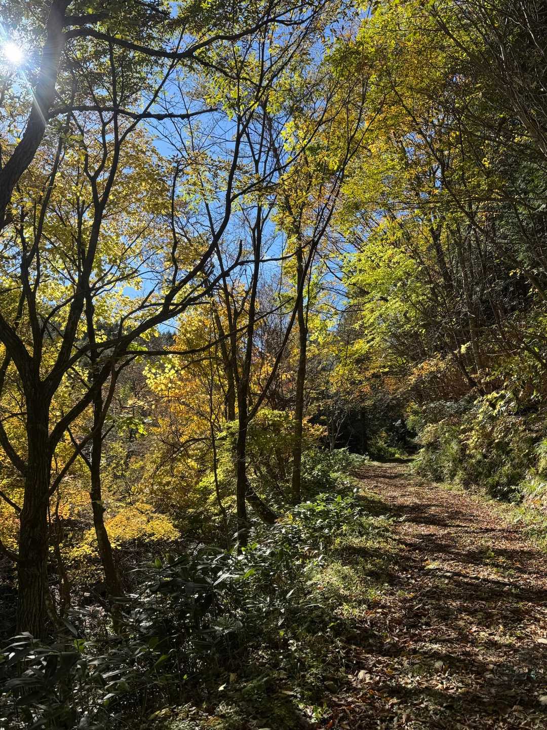牛曳山登山口-伊良谷山-毛無山-出雲峠-比婆山 周回コースの写真
