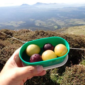 夫の故郷は安心院町…ぶどうの産地ですので、毎年美味しいぶどうをいただきます🍇
今日のぶどうは、シャインマスカットに似てるけど、少し赤みがあって違う品種と思われます(๑˃̵ᴗ˂̵)（あ、紫のはピオーネ…）
これが、とっても美味しくてびっくり😳
夫の同級生の農園の直売所で買って来たらしいのですが、「（ぶどうの）名前は何やったかなあ…」忘れたそうです😅

やっぱりとってもおいしかった〜😆