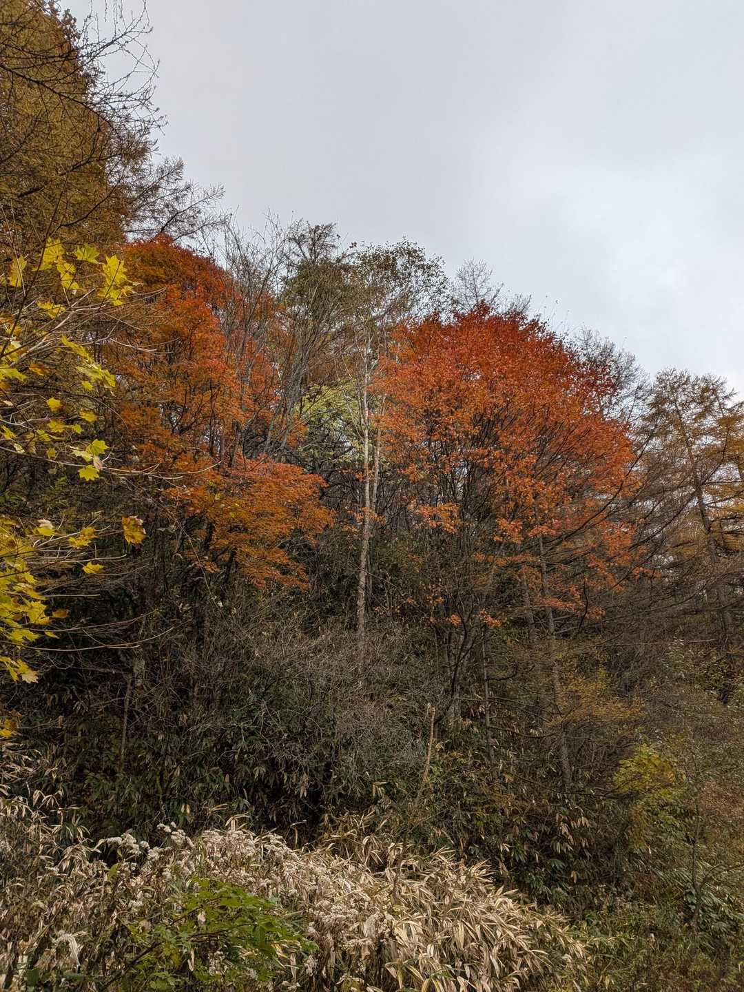 辛い林道歩きに🍁の癒し