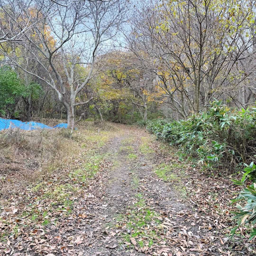 スタート！なだらかな樹林帯を歩きます🚶‍♀️‍➡️