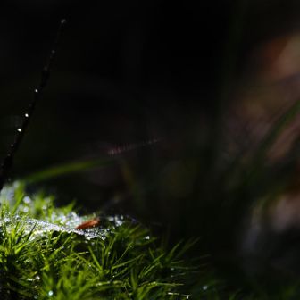 苔がきれい✨️