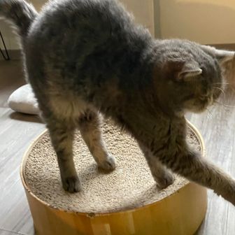 こやんぎ