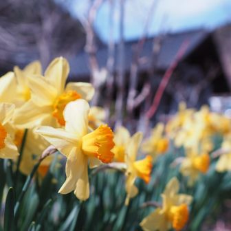 水仙の花がキレイに咲いていました📸💛