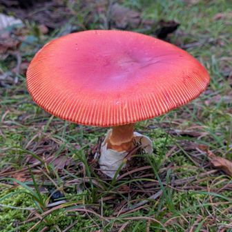 鮮やかな色
🐣🍄