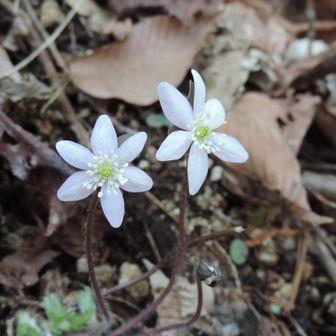 ほぼミスミソウと