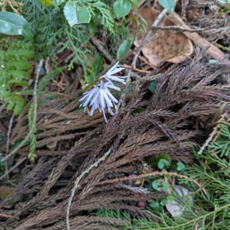 初ショウジョウバカマ