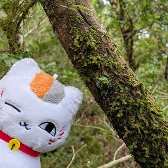 枝を歩いてた、すごい色ね～