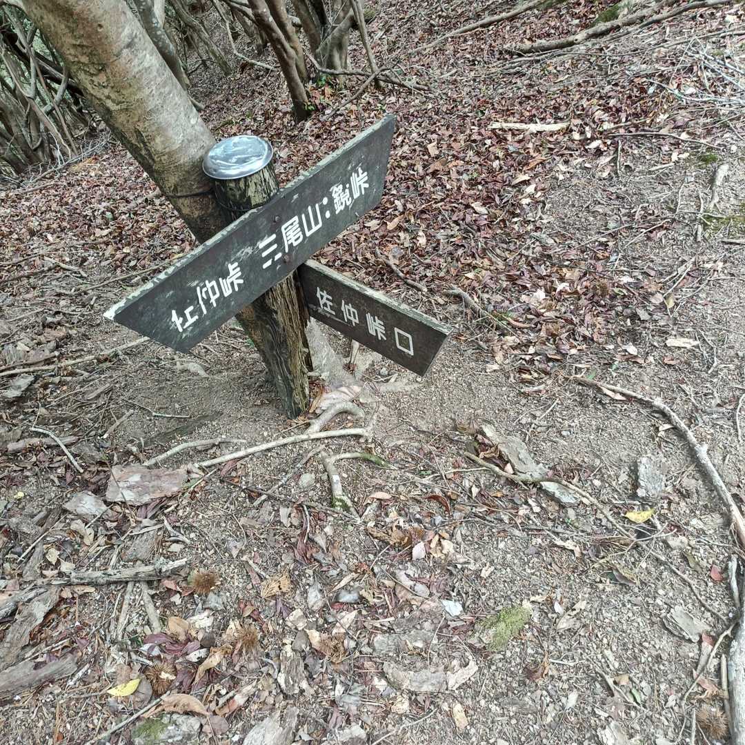 分岐を佐仲峠に向かいます➜