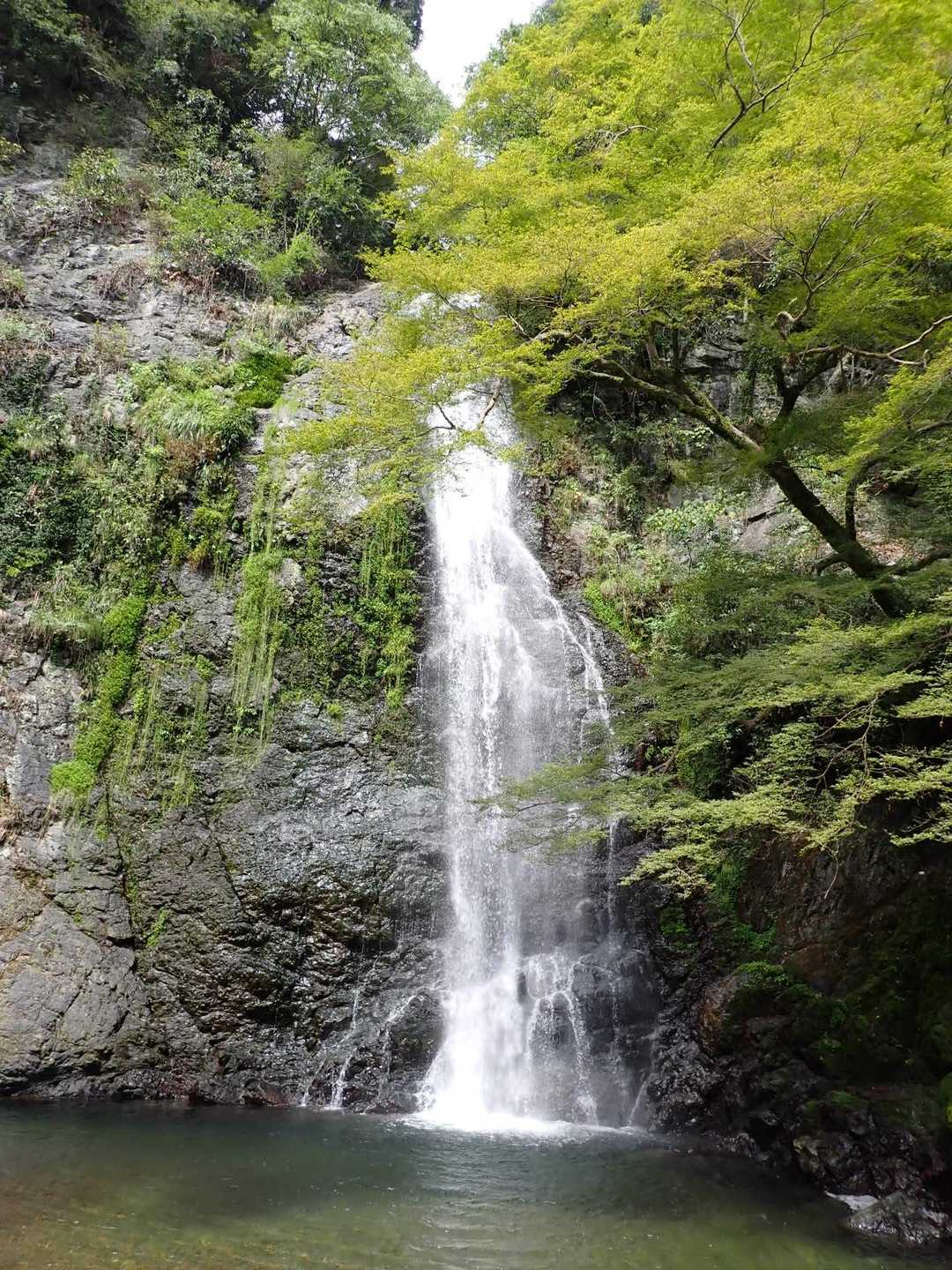 瀧安寺-石子詰登山口-箕面山-三国峠 周回コースの写真